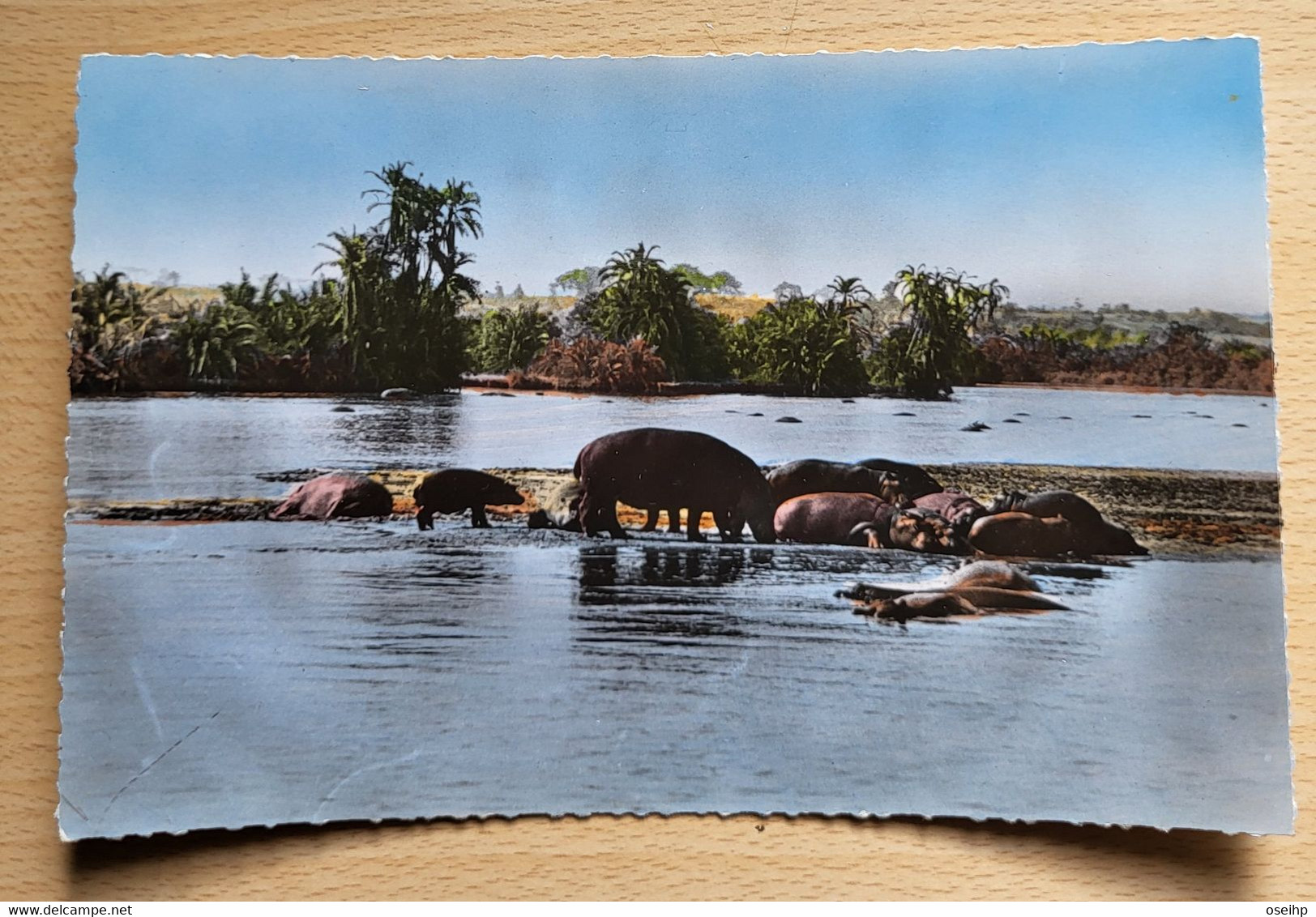 CPSM Afrique Faune Africaine Hippopotames Au Bain Hippopotame Photo Véritable HOA QUI 1101 - Hippopotamuses