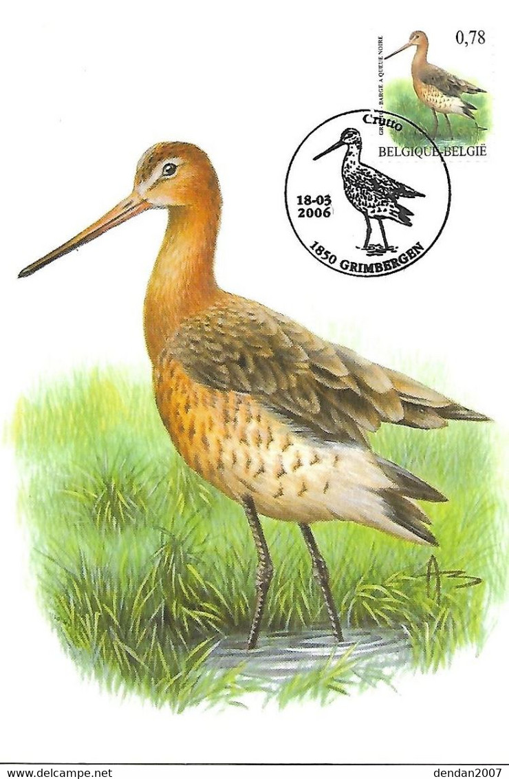 Belgium - Maximum Card 2006 :     Black-tailed Godwit  -  Limosa Limosa - 2001-2010