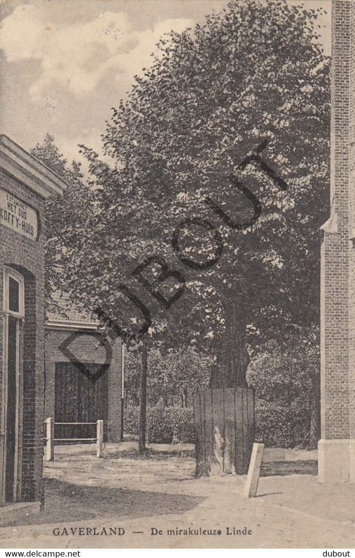 Postkaarte/Carte Postale - MELSELE - De Mirakuleuze Linde (C2652) - Beveren-Waas