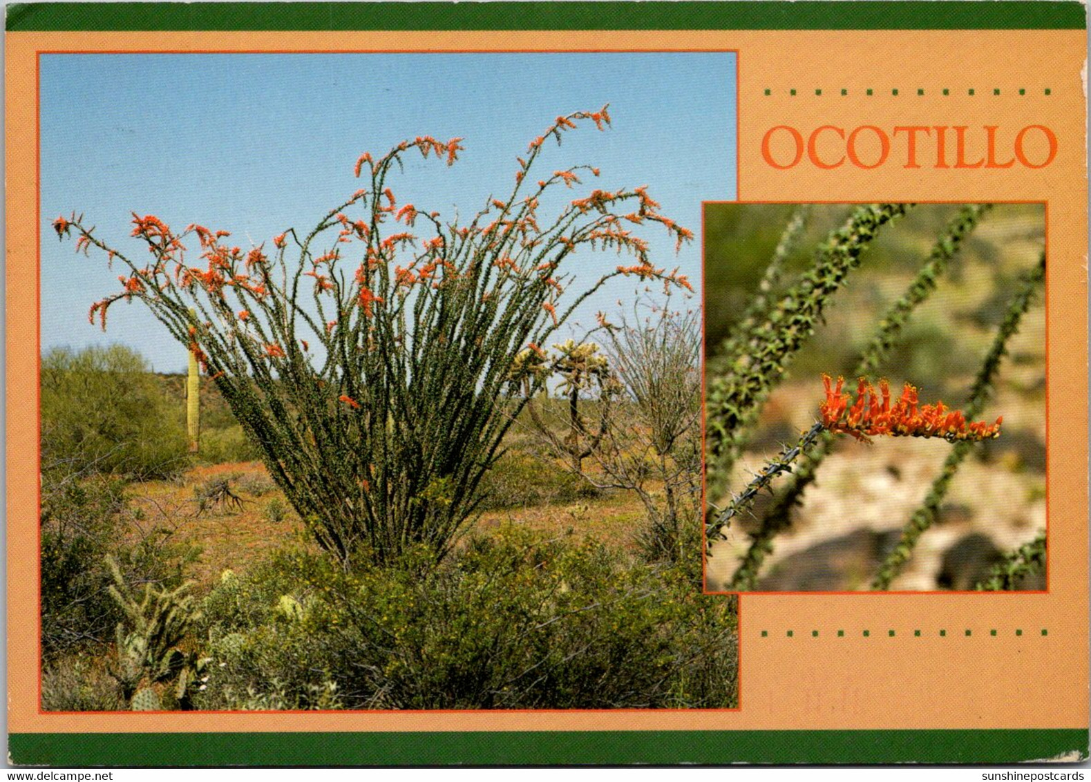 Cactus Ocotillo In Bloom, 1999 - Cactusses