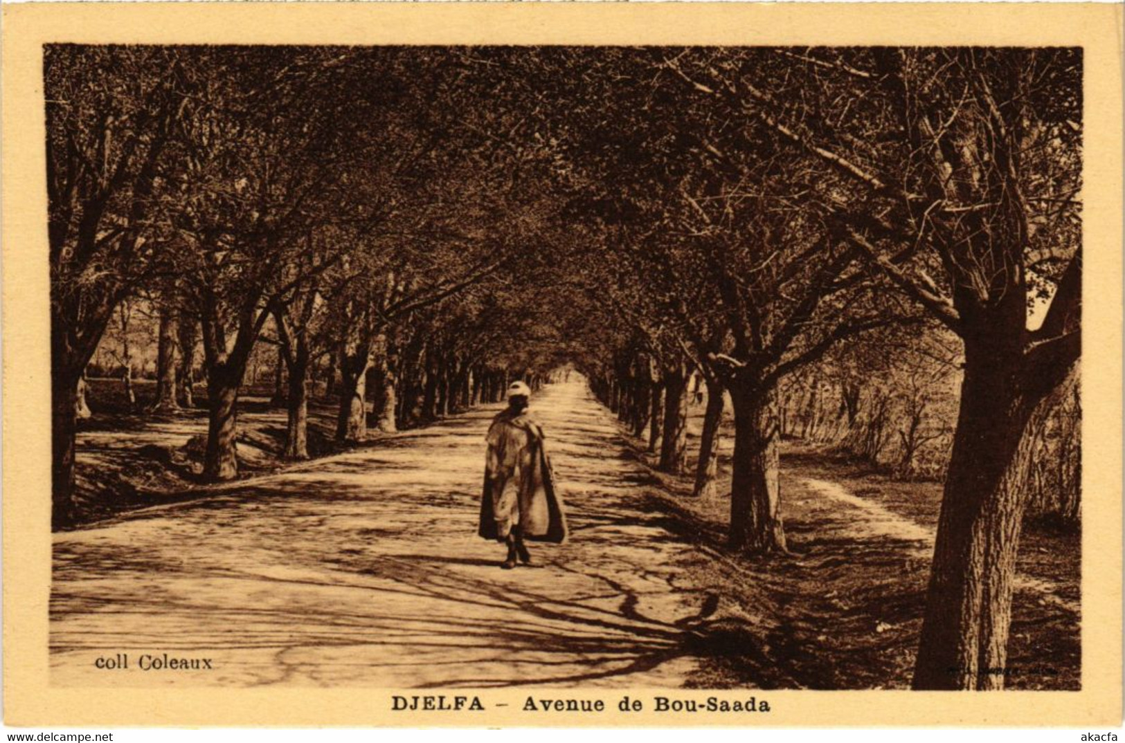 CPA AK DJELFA Avenue De Bou-Saada ALGERIE (1188350) - Djelfa