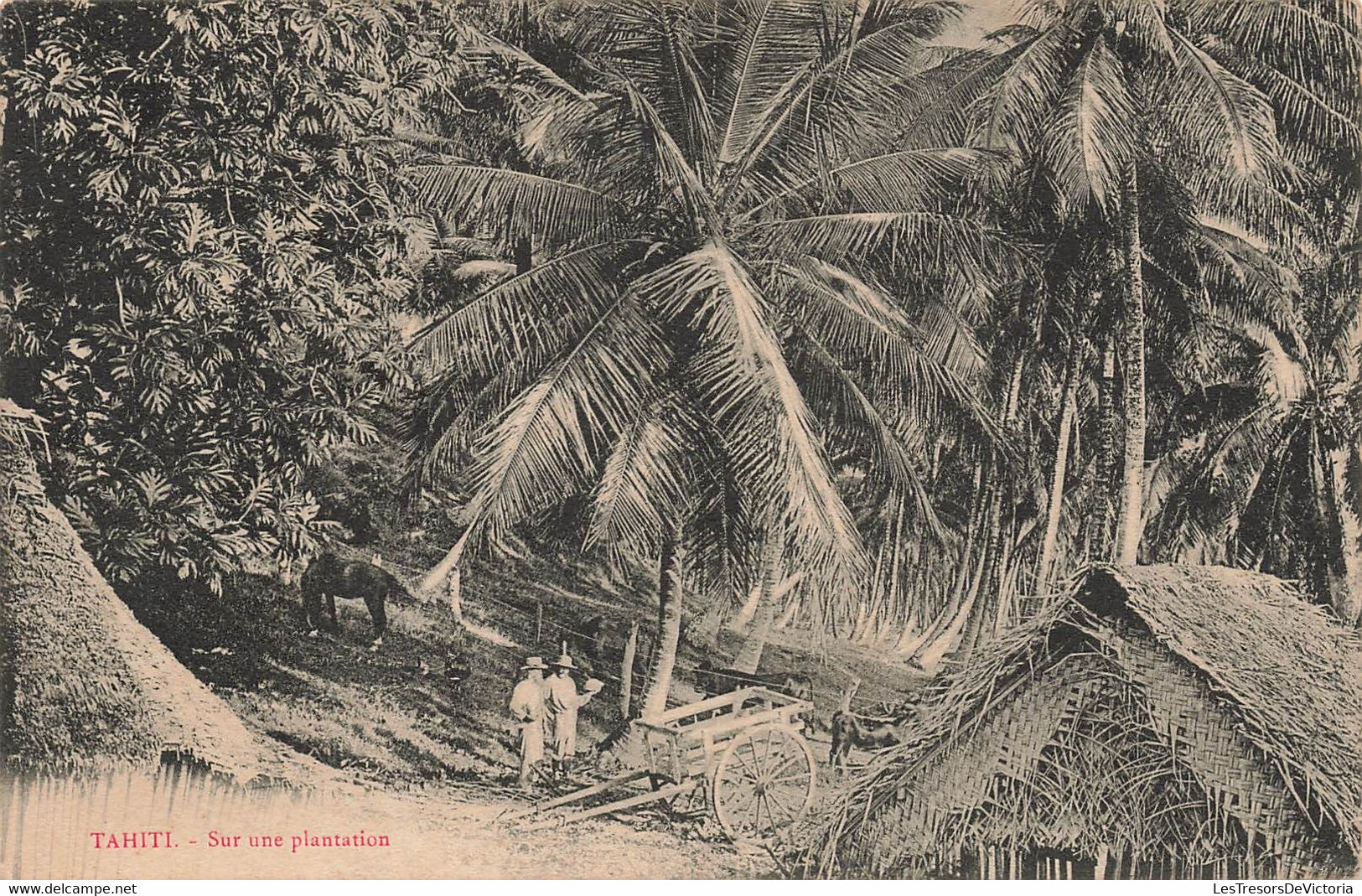 CPA TAHITI - Sur Une Plantation - Animé - Charette - RARE - Tahiti