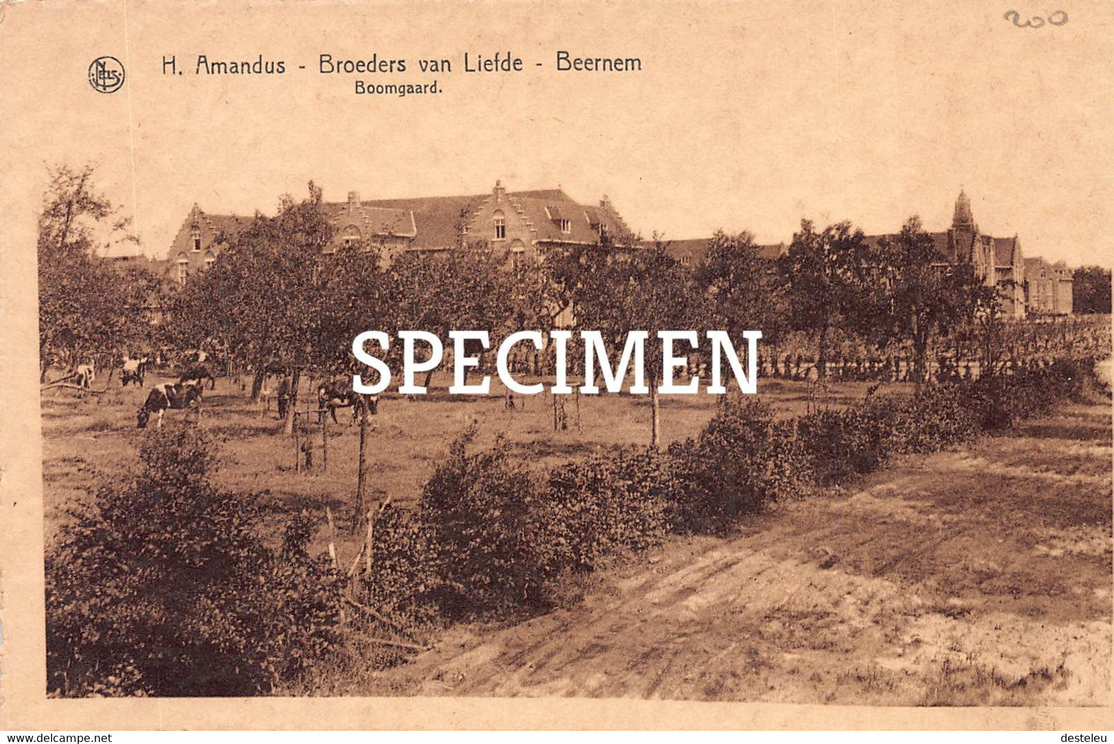 H.  Amandus Broeders Van Liefde - Boomgaard - Beernem - Beernem
