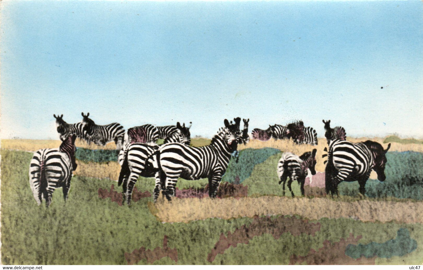 - FAUNE AFRICAINE - Troupeau De Zèbres. - (Cl. Mahuzier). - - Zebras