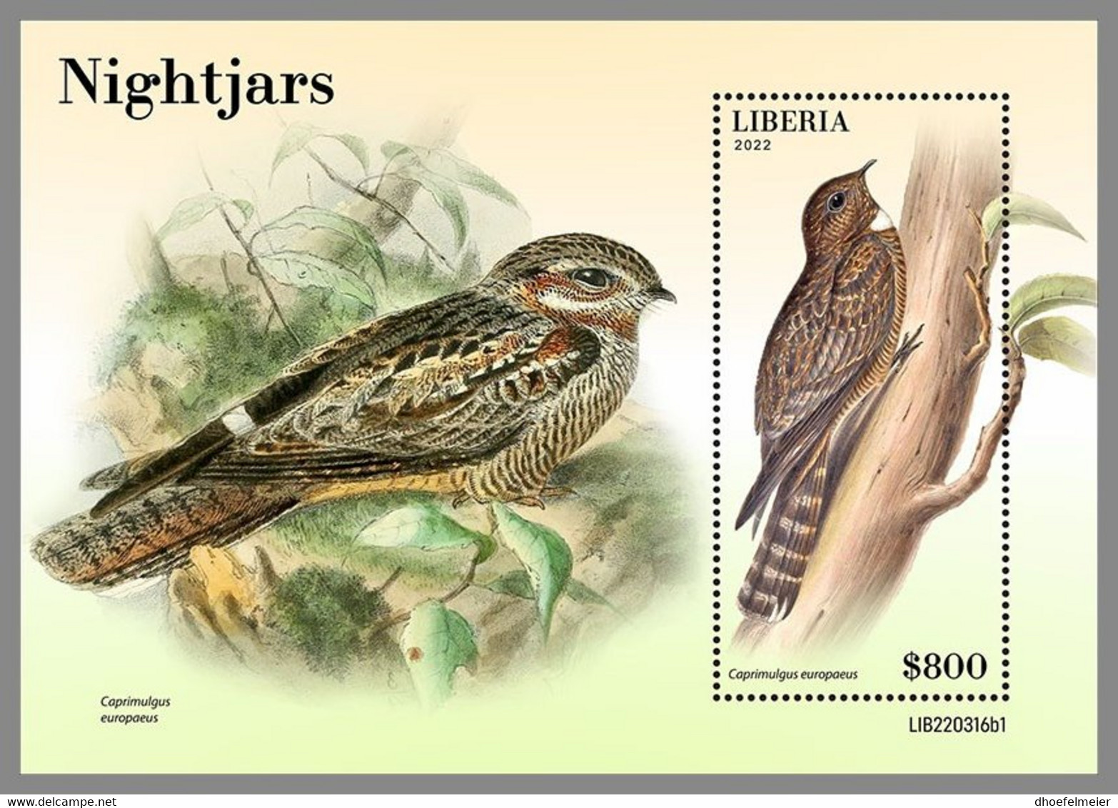 LIBERIA 2022 MNH Nightjars Nachtschwalben Engoulevents S/S 1 - OFFICIAL ISSUE - DHQ2249 - Rondini