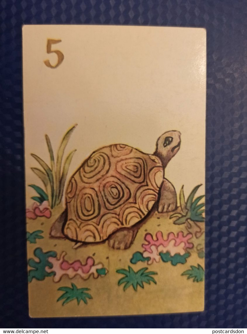 Soviet Card - Testudo - Turtle 1970s - Turtles