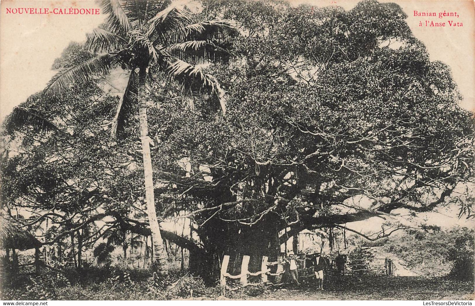 CPA NOUVELLE CALEDONIE - Banian Géant A L'anse Vata - Noumea -  Pub A La Providence Confiserie - Nueva Caledonia