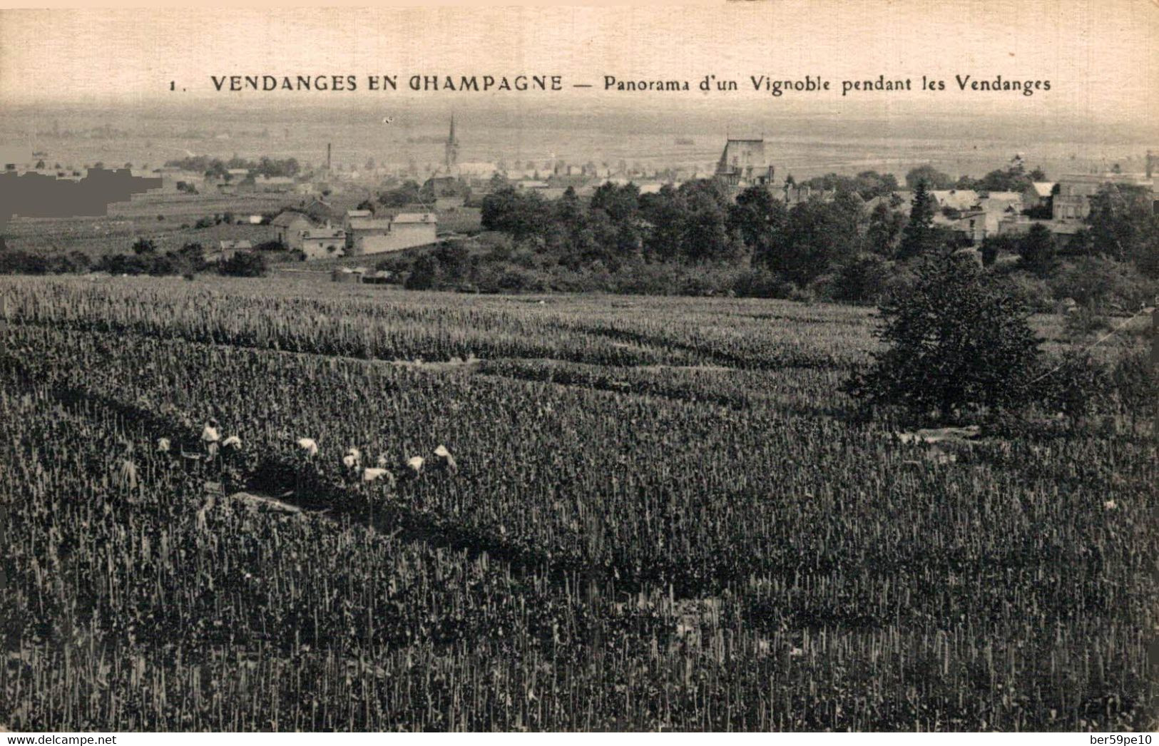 VENDANGE EN CHAMPAGNE PANORAMA D'UN VIGNOBLE PENDANT LES VENDANGES - Champagne - Ardenne