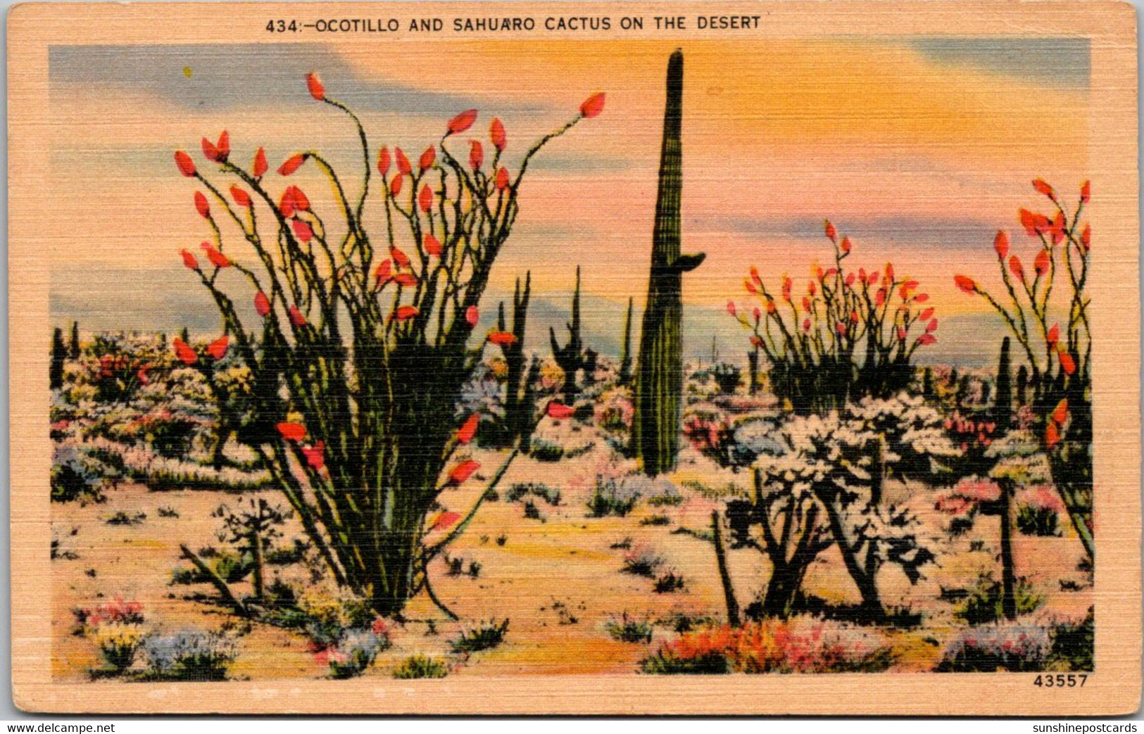Cactus Ocotillo And Saguaro Cactus On The Desert - Cactus