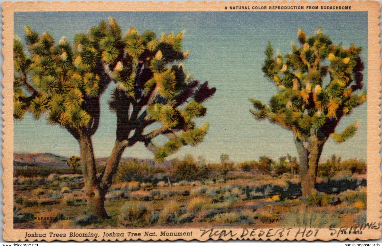 Cactus Blooming Joshua Tree The Jaoshua Tree National Forest 1958 - Cactus