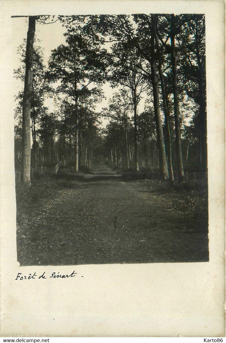 Sénart * Carte Photo * Route Chemin Dans La Forêt - Sénart