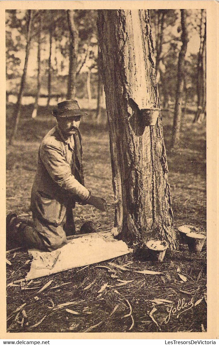 CPA France - Landes De Gascogne - Résinier Grattant Un Pin Pour Faire Tomber La Résine - Héliogravure Marcel Delboy - Otros & Sin Clasificación