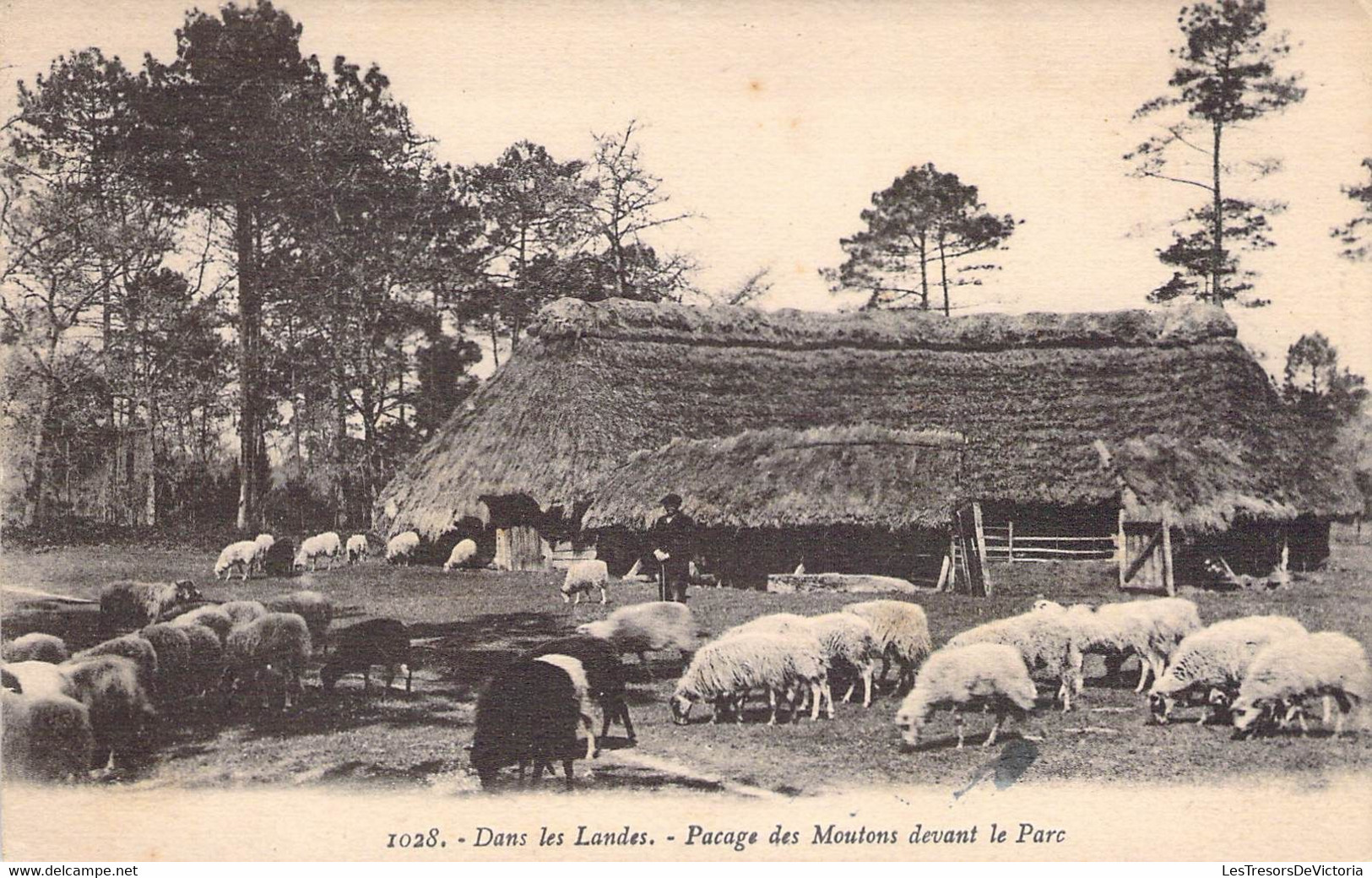 CPA France  - Dans Les Landes - Pacage Des Moutons Devant Le Parc - Bromotypie Gautreau - Langon Gironde - Autres & Non Classés