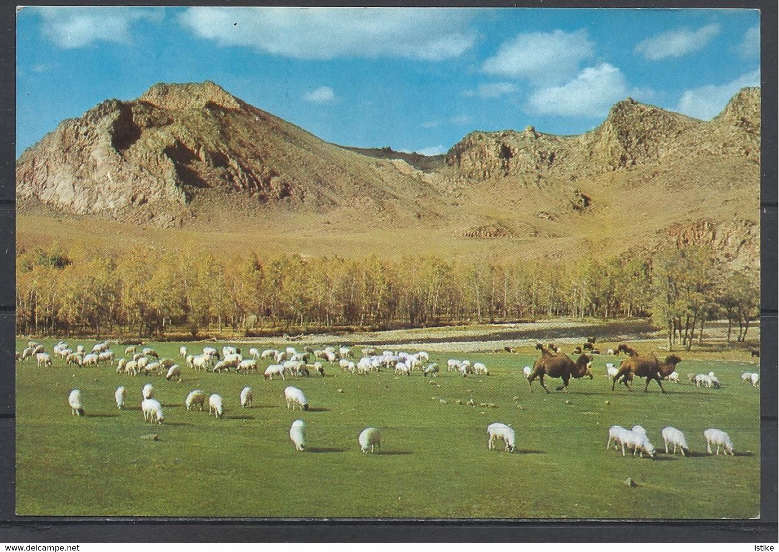 Mongolia, Zabhan Aimak, Bogdyn Gol River, Sheeps And Camels, Nice Stamp, 1971. - Mongolia