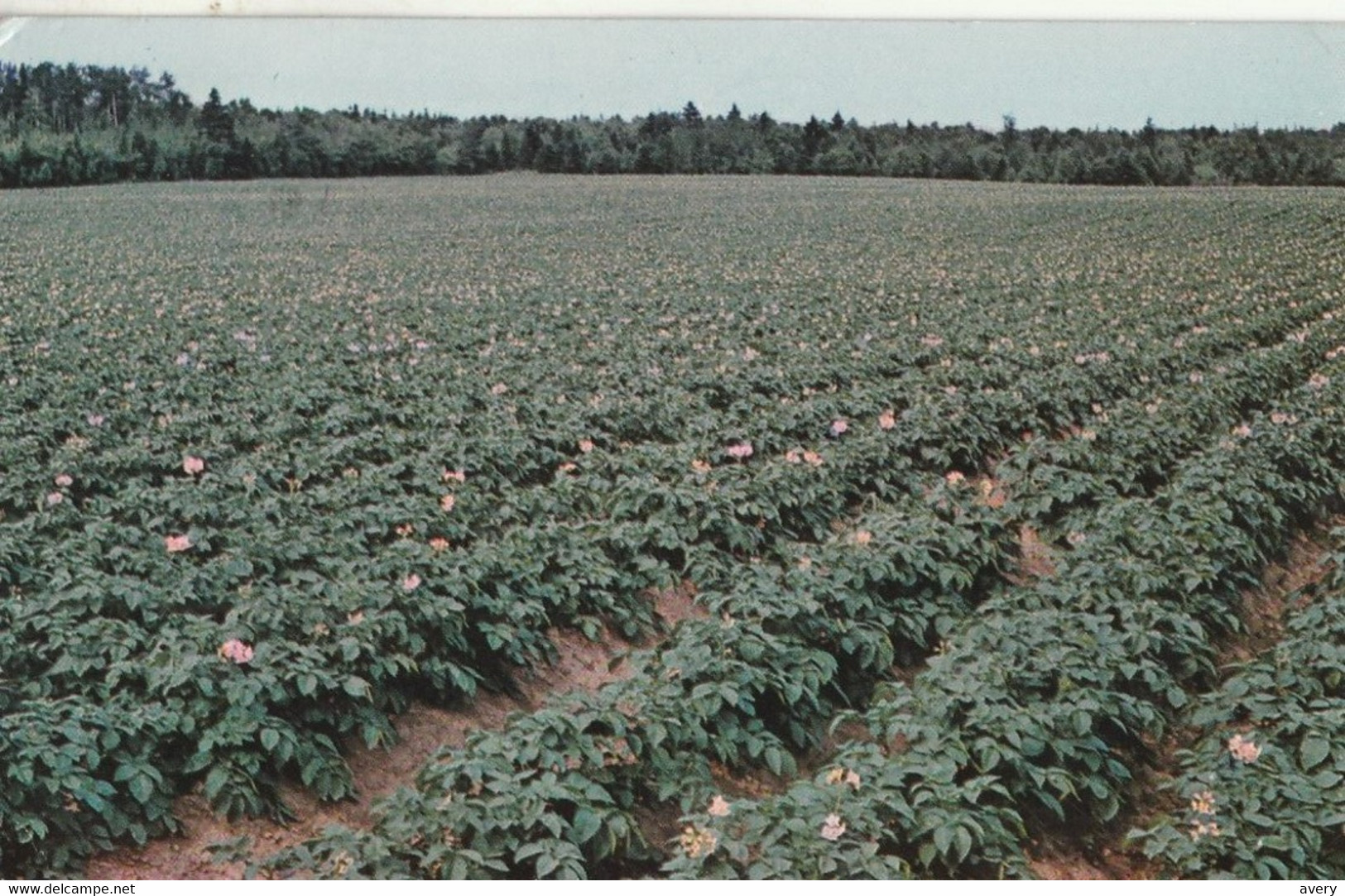 Potato Field In Full Bloom At Carleton, Prince Edward Island - Otros & Sin Clasificación