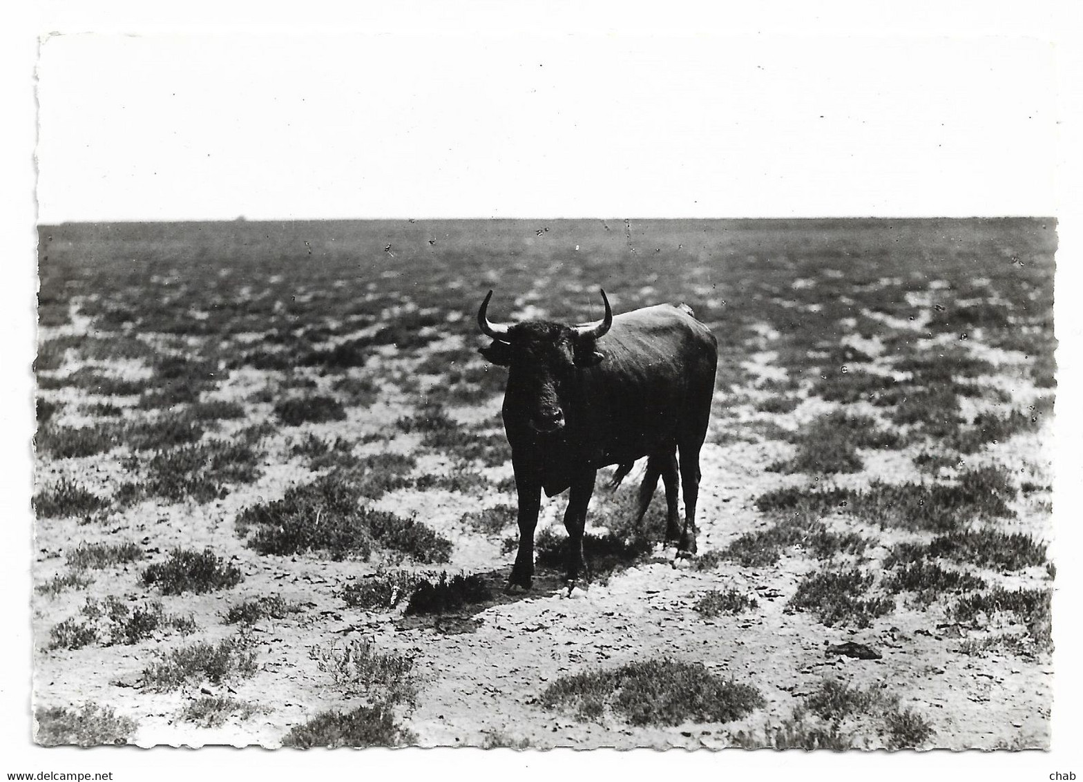 C.P.S.M. -- EN CAMARGUE -- Taureau De Course -- CAMARGUE -- Real-Photo - Stieren