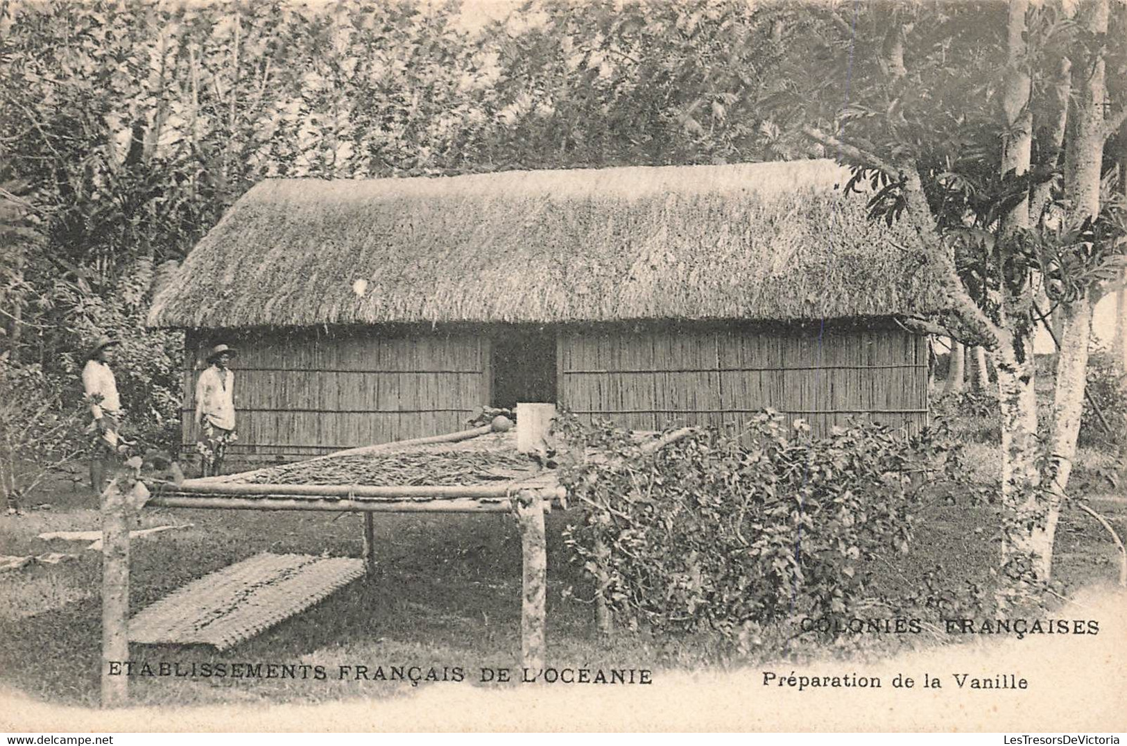 CPA Etablissement Français De L'oceanie - Colonies Françaises - Préparation De La Vanille - Französisch-Polynesien