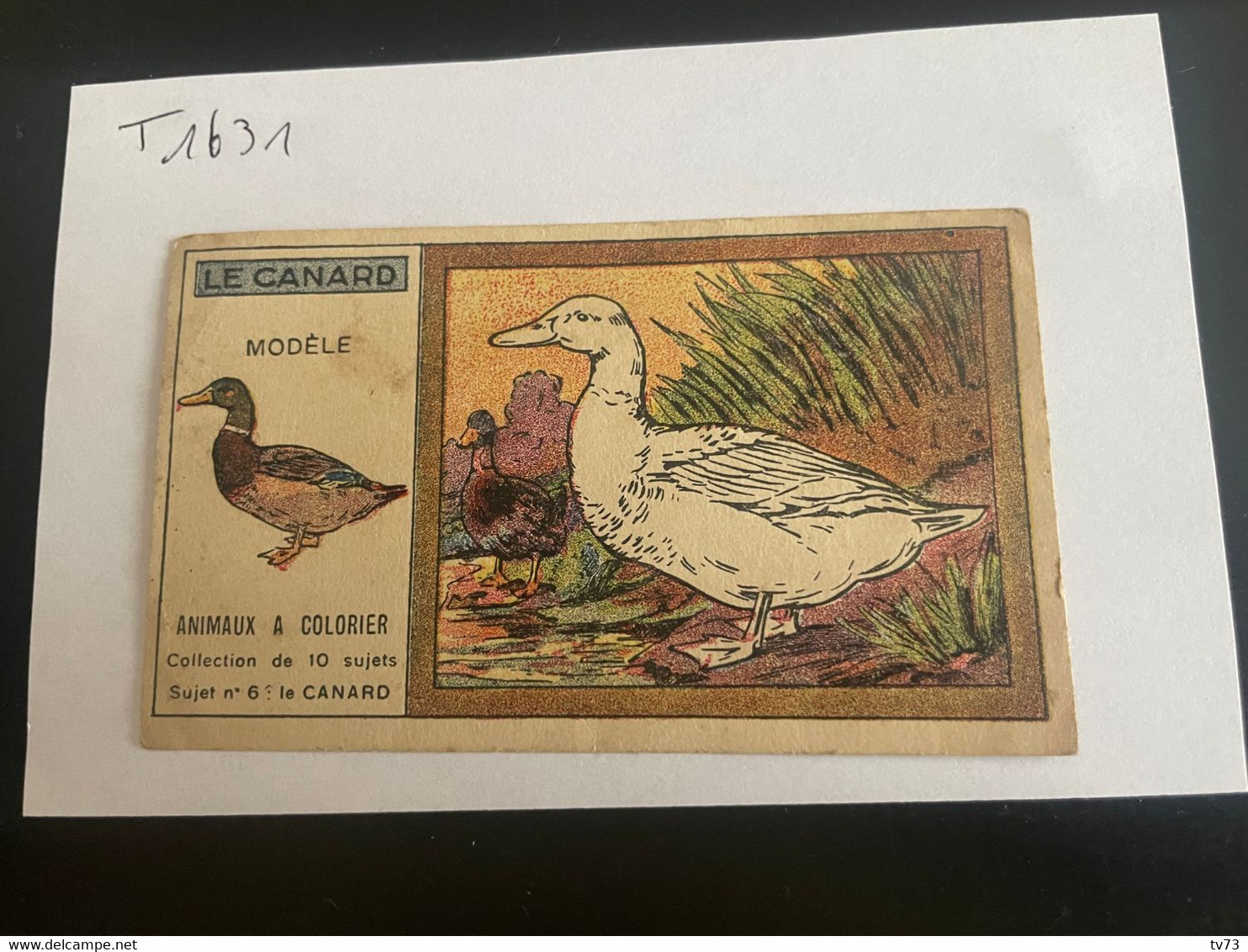 T1631 - Chromo - Chocolat REVILLON -  Animaux à Colorier - Le Canard - Revillon