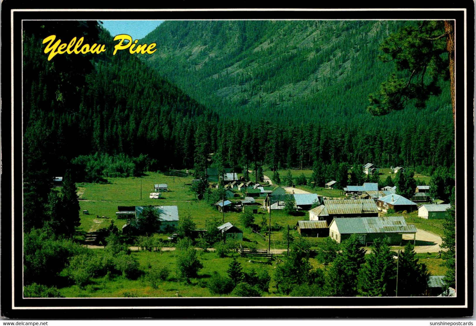Idaho Yellow Pine Panoramic View - Autres & Non Classés