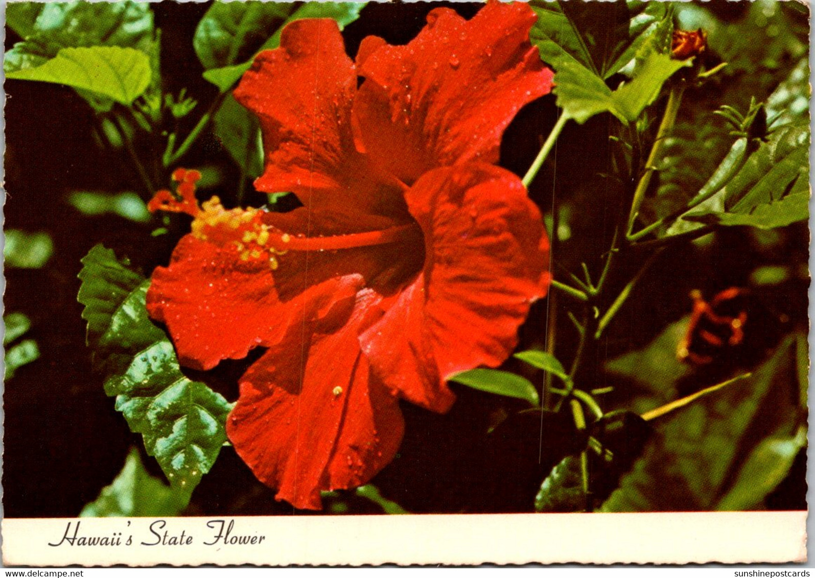 Hawaii State Flower The Red Hibiscus 1977 - Maui