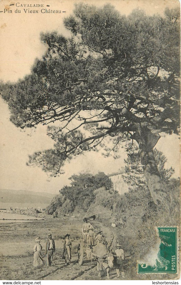 CAVALAIRE PIN DU VIEUX CHATEAU ANIMEE - Cavalaire-sur-Mer