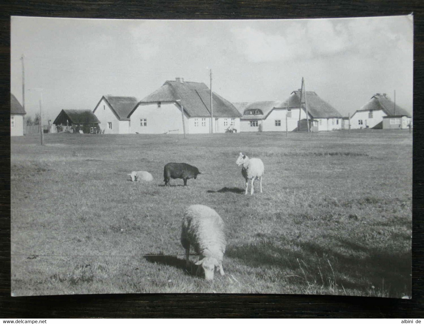 243 - AK NEUENDORF - Hiddensee - "Am Schabernack" - 1976 - Hiddensee