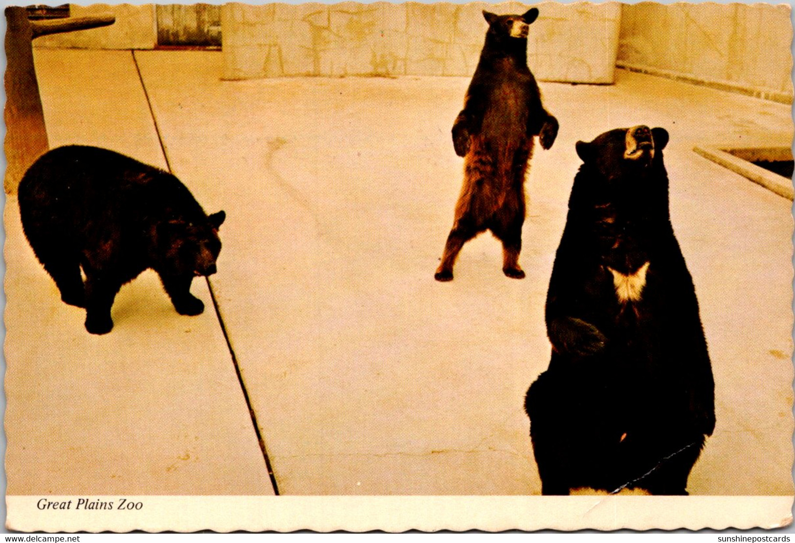 South Dakota Sioux Falls Great Plains Zoo The Bears 1979 - Sioux Falls