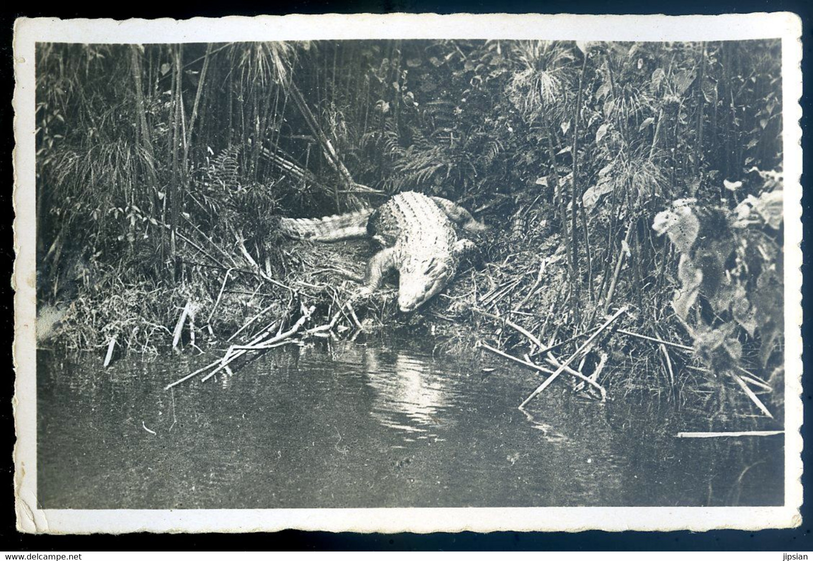 Cpa Du Congo Pointe Noire AEF -- Caïman Sur La Rivière Loémé   AOUT22-123 - Pointe-Noire