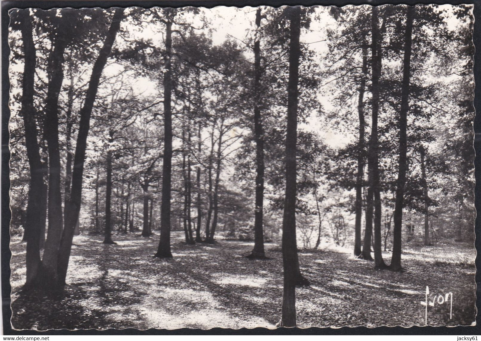 91 - Montgeron - La Forêt De Sénart - Montgeron