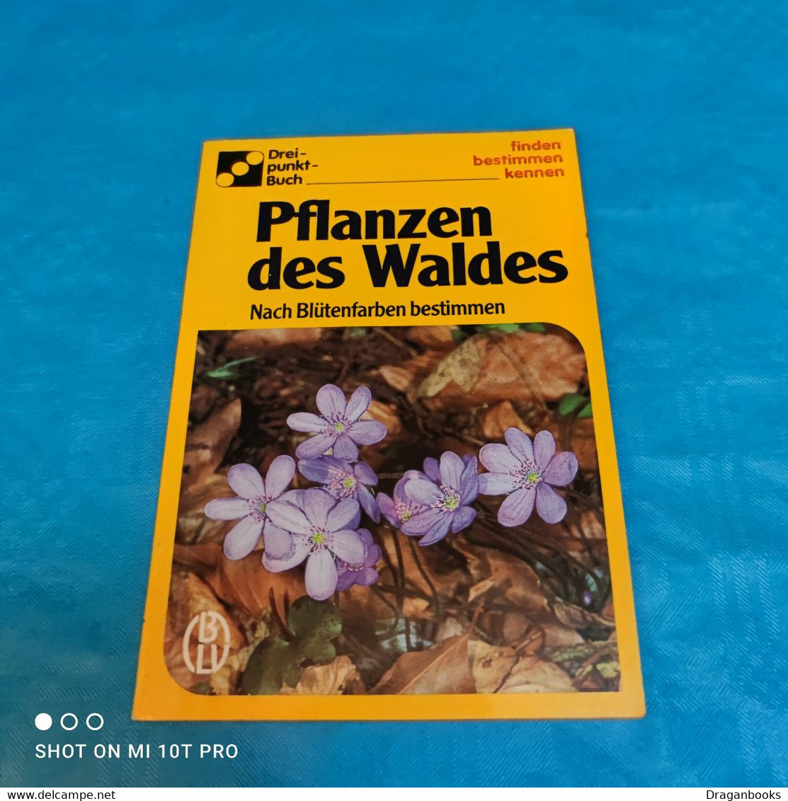 Pflanzen Des Waldes - Nature