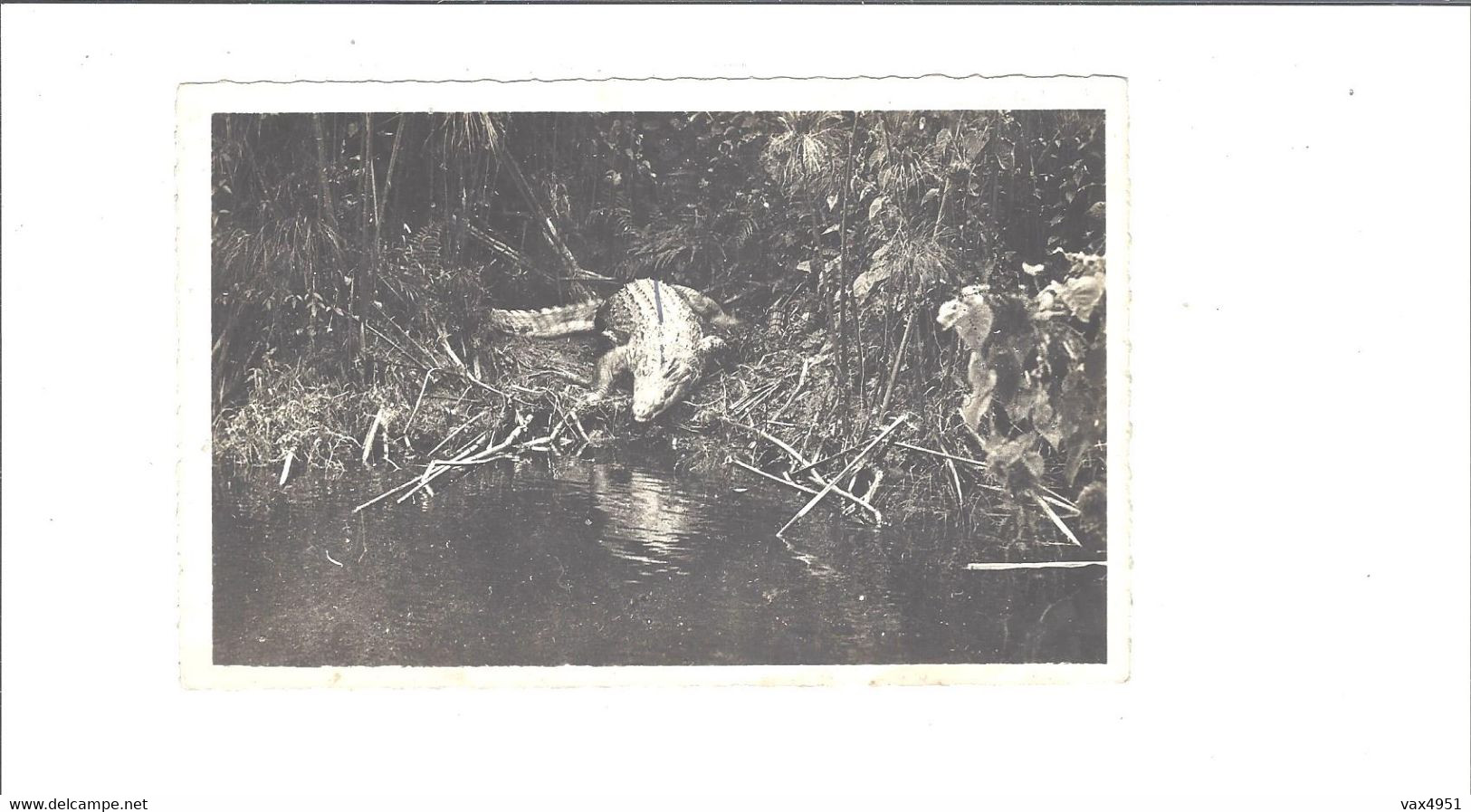 CONGO    POINTE NOIRE   CAIMAN SUR LA RIVIERE LOEME       ***   A SAISIR *** - Pointe-Noire