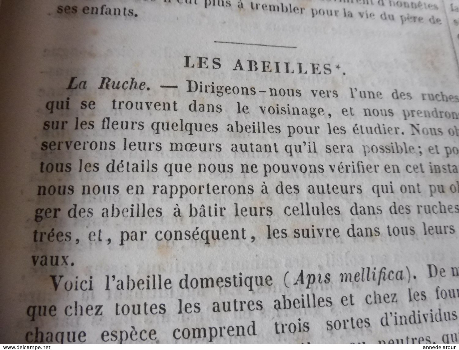 1839  Les Abeilles (Ruche, Reine, Cire Et Miel, Essaim, Ennemis Des Abeilles, Miel Vénéneux, Etc); JAVA Et Théâtres; Etc - 1800 - 1849