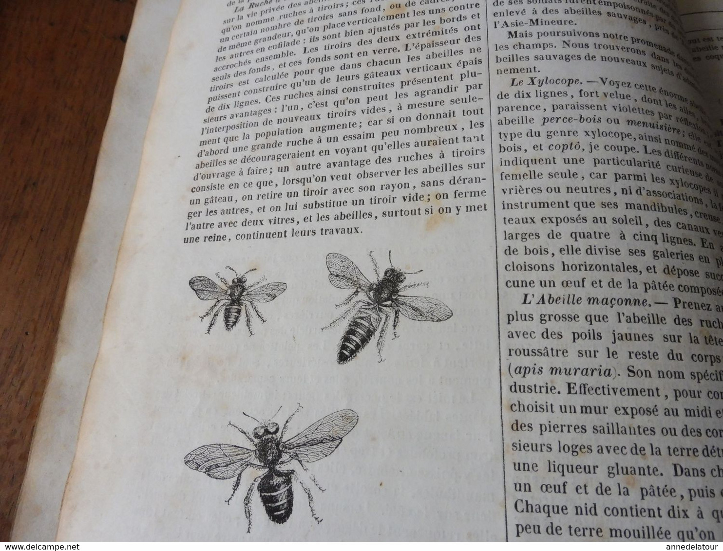 1839  Les Abeilles (Ruche, Reine, Cire Et Miel, Essaim, Ennemis Des Abeilles, Miel Vénéneux, Etc); JAVA Et Théâtres; Etc - 1800 - 1849