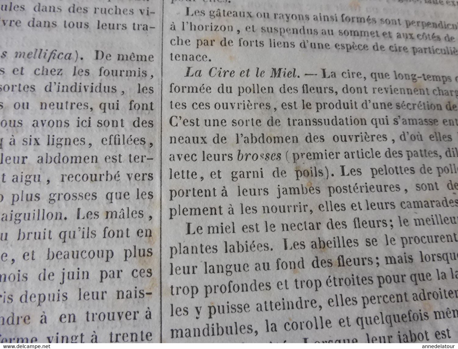 1839  Les Abeilles (Ruche, Reine, Cire Et Miel, Essaim, Ennemis Des Abeilles, Miel Vénéneux, Etc); JAVA Et Théâtres; Etc - 1800 - 1849