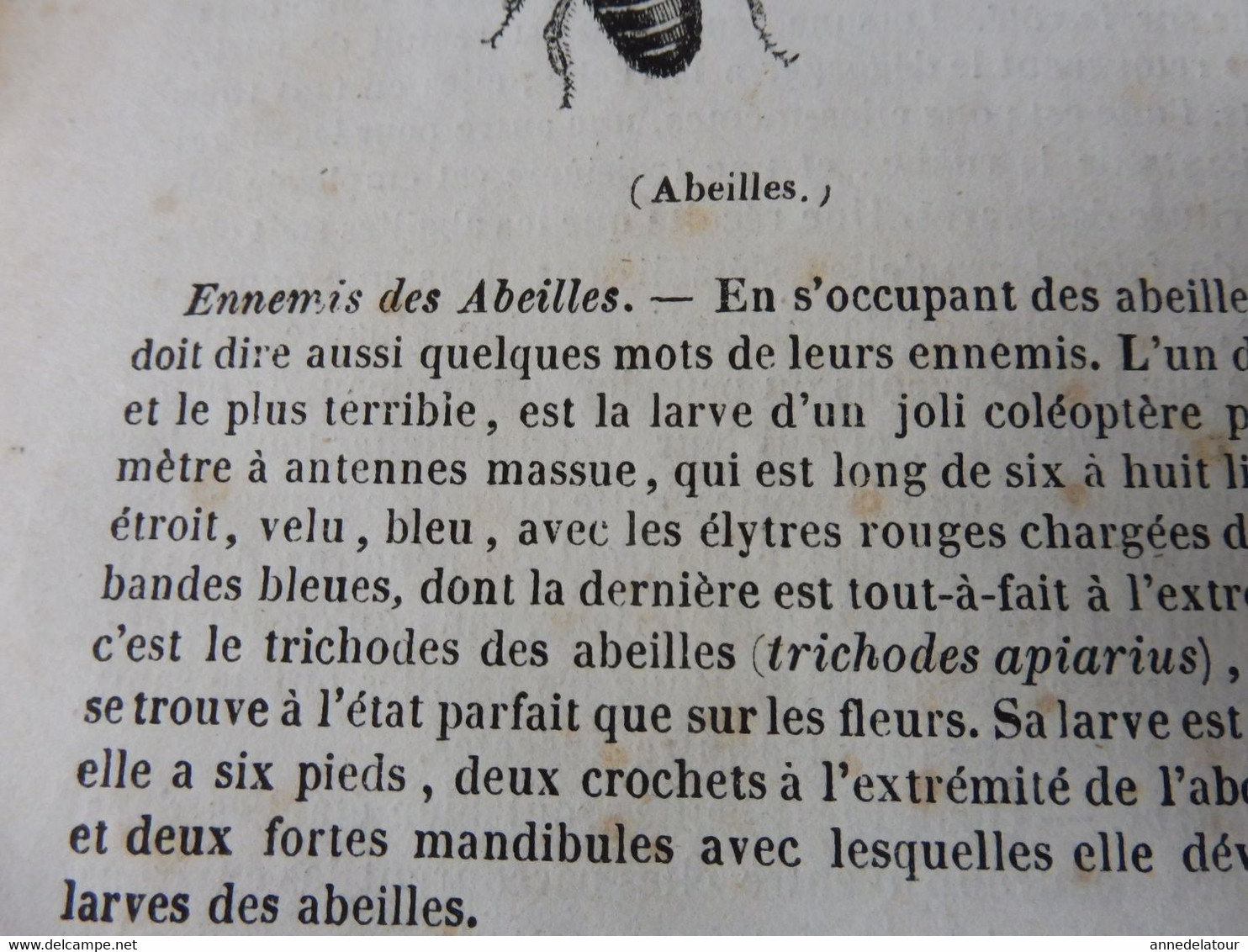 1839  Les Abeilles (Ruche, Reine, Cire Et Miel, Essaim, Ennemis Des Abeilles, Miel Vénéneux, Etc); JAVA Et Théâtres; Etc - 1800 - 1849