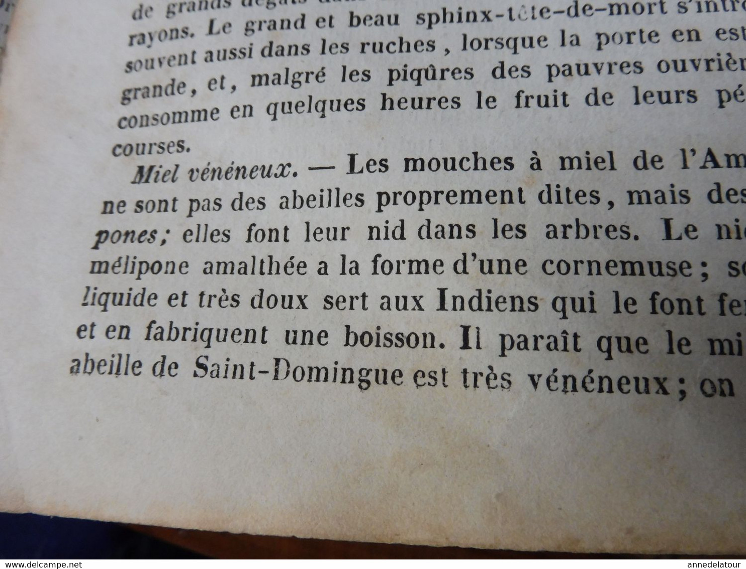 1839  Les abeilles (Ruche, Reine, Cire et Miel, Essaim, Ennemis des abeilles, Miel vénéneux, etc); JAVA et théâtres; etc
