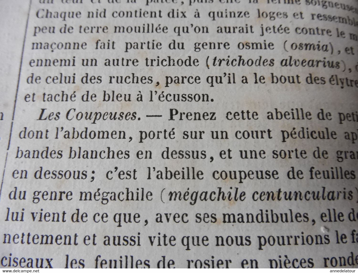 1839  Les abeilles (Ruche, Reine, Cire et Miel, Essaim, Ennemis des abeilles, Miel vénéneux, etc); JAVA et théâtres; etc