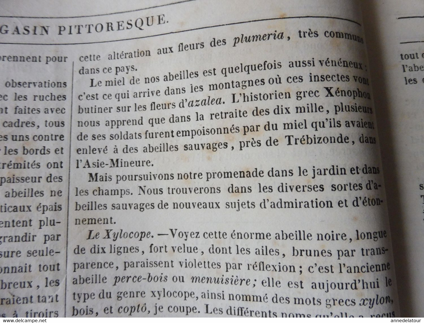 1839  Les abeilles (Ruche, Reine, Cire et Miel, Essaim, Ennemis des abeilles, Miel vénéneux, etc); JAVA et théâtres; etc