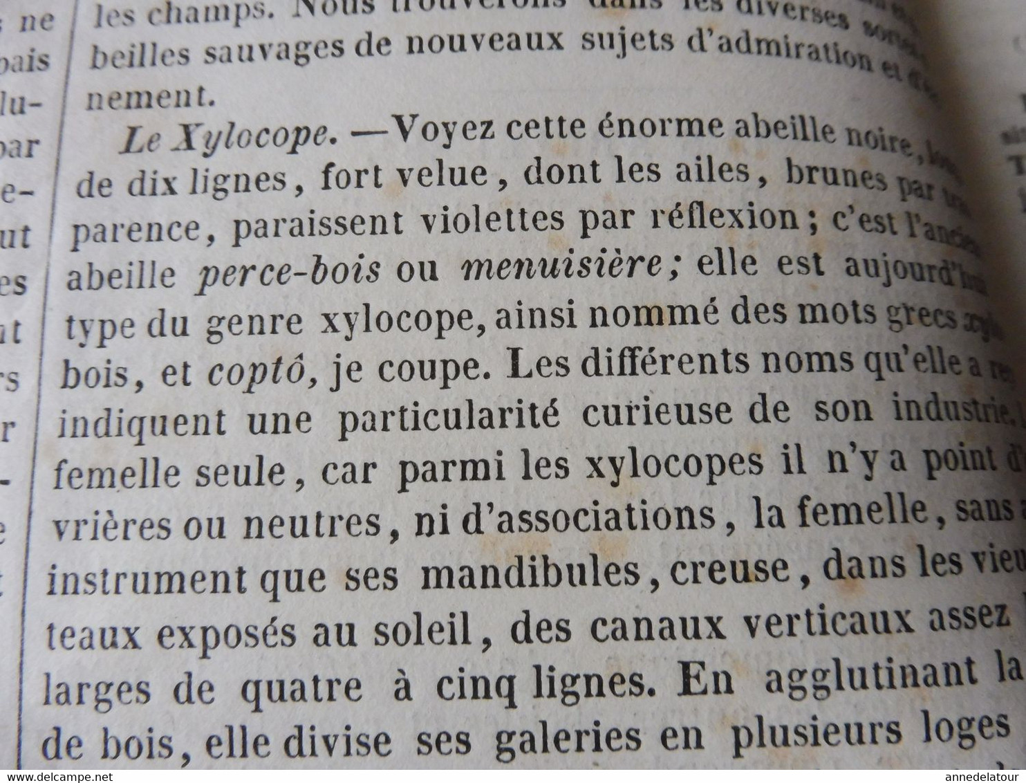 1839  Les abeilles (Ruche, Reine, Cire et Miel, Essaim, Ennemis des abeilles, Miel vénéneux, etc); JAVA et théâtres; etc