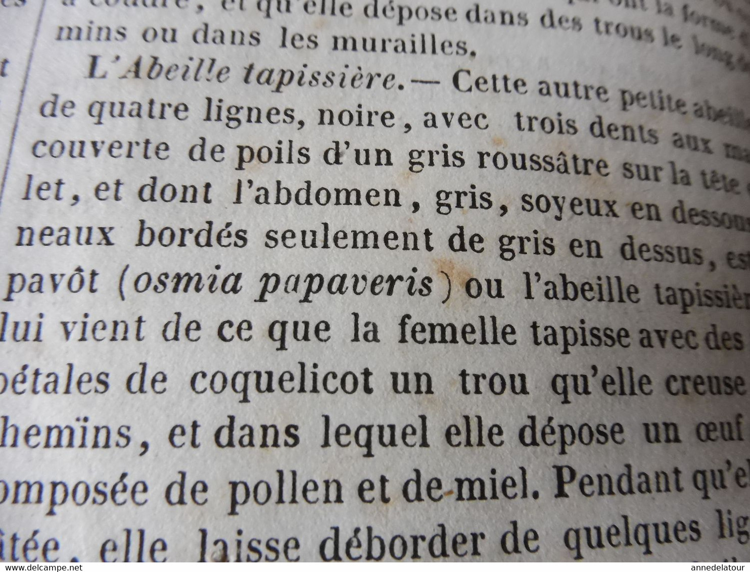 1839  Les abeilles (Ruche, Reine, Cire et Miel, Essaim, Ennemis des abeilles, Miel vénéneux, etc); JAVA et théâtres; etc