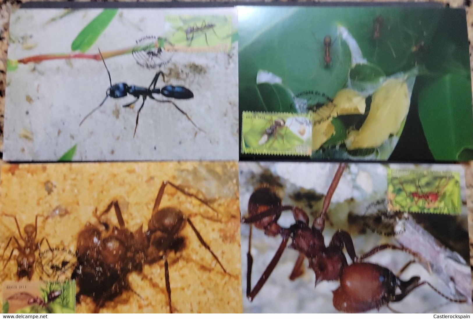 O) 2013 BRAZIL, ANTS, INSECTS,CAMPONOTUS, ODONTOMACHUS, ATTA SEXDENS, SOLENOPSIS,MAXIMUM CARD - Maximumkaarten