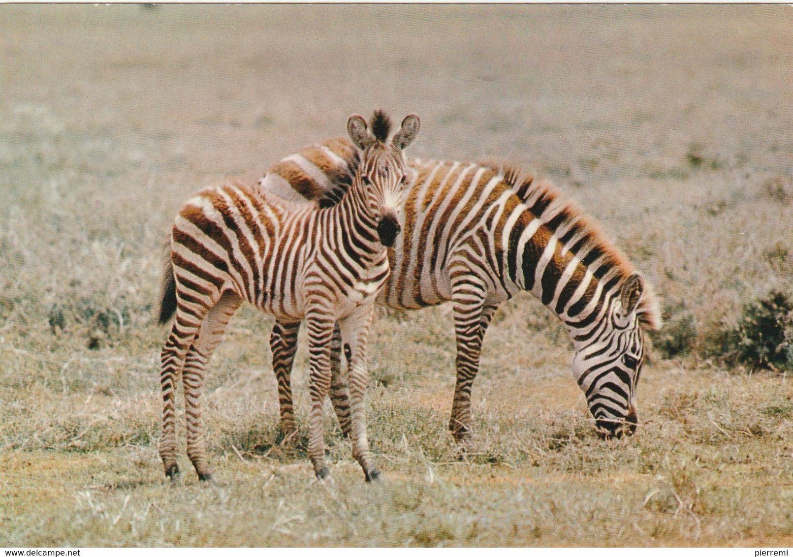 ZEBRES - Zebra's