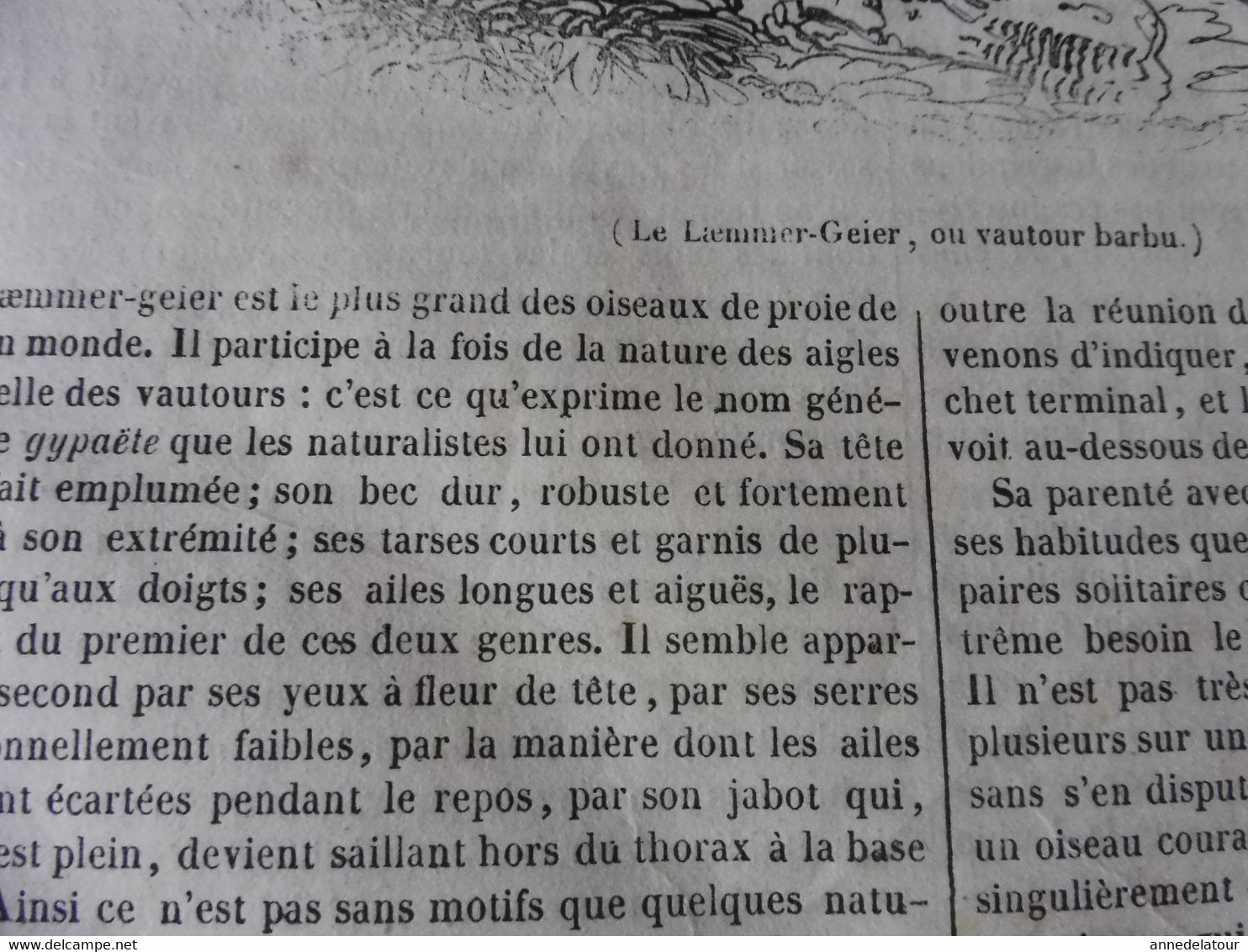 Année 1839: Le Vautour Barbu; SEAMEN'S HOSPITAL à Greewich ; Cologne; La Côte Orientale Du Spitzberg ; Etc - 1800 - 1849