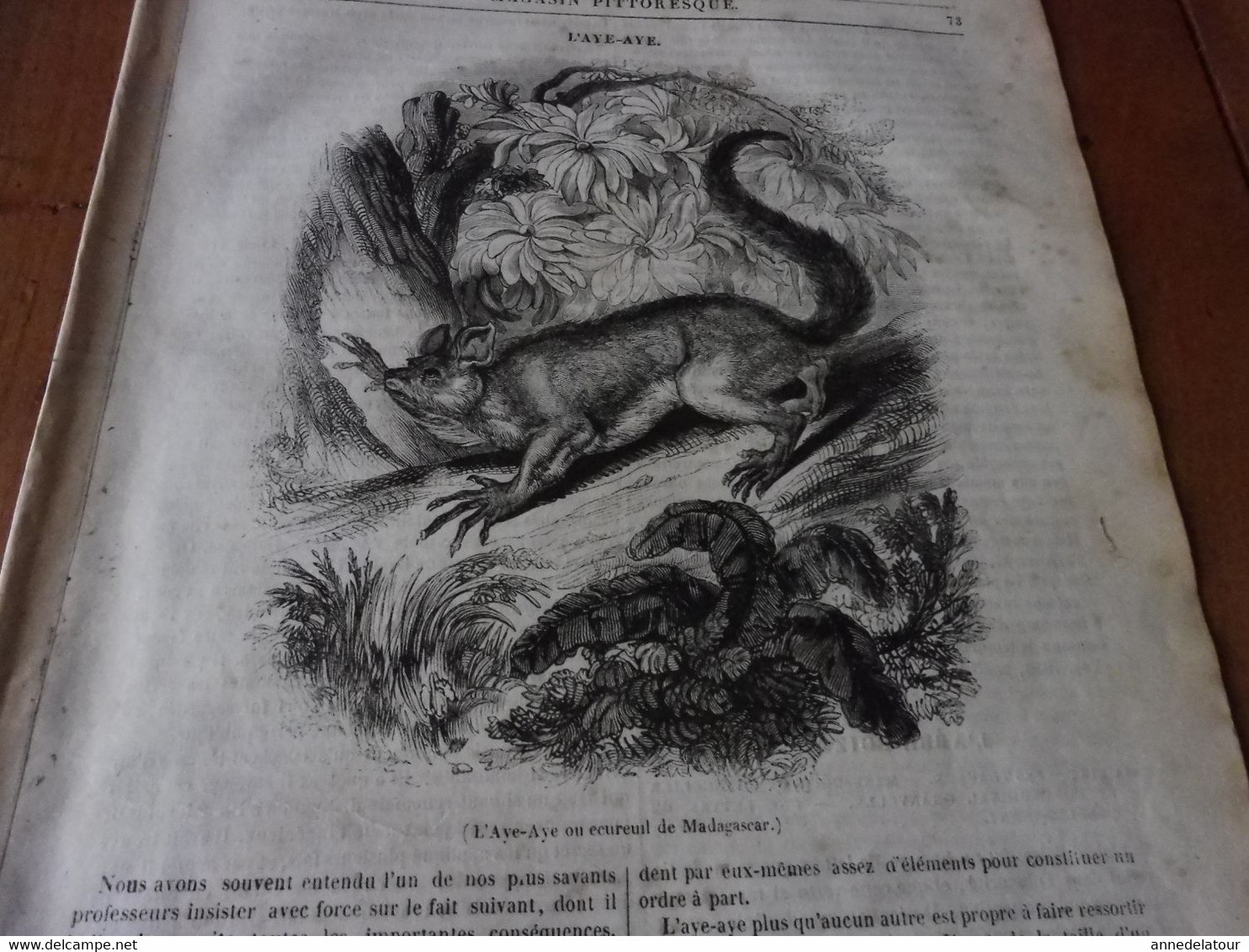 Année 1839: L'Aye - Aye De Madagascar; Kosaks, Les Cosaques Du Don; Javorovo; L'abbé Boizot à Besançon;  Etc - 1800 - 1849