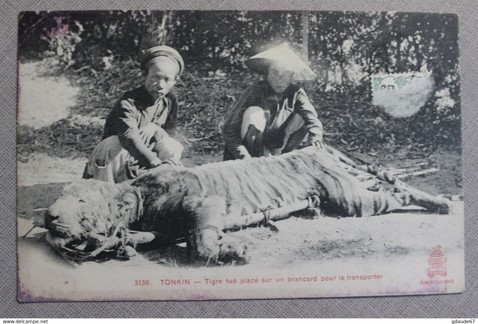 TONKIN (VIET NAM / INDOCHINE) - TIGRE TUE PLACE SUR UN BRANCARD POUR LE TRANSPORTER - CHASSE / METIER - Vietnam