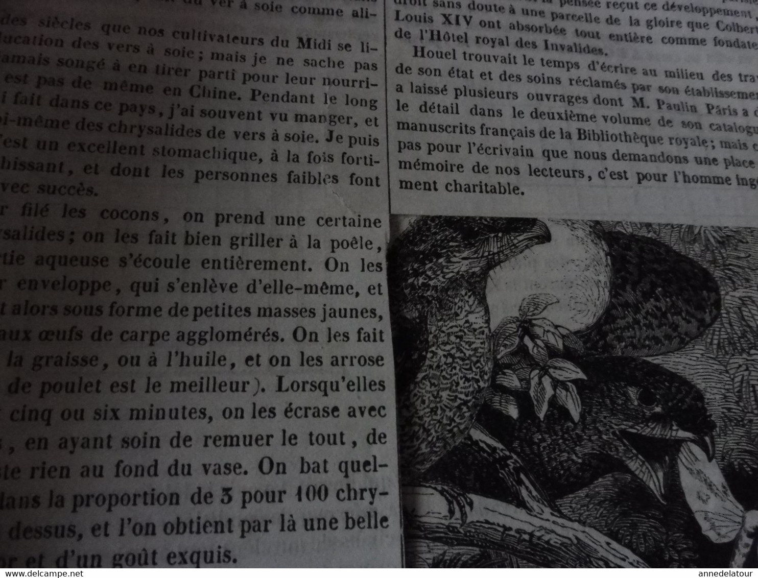 Année 1839: Berlin; Cuisine Chinoise; Le Podargus De La Nlle-Guinée (Engoulevent); Les Kosaks (cosaques) Du Don; Etc - 1800 - 1849