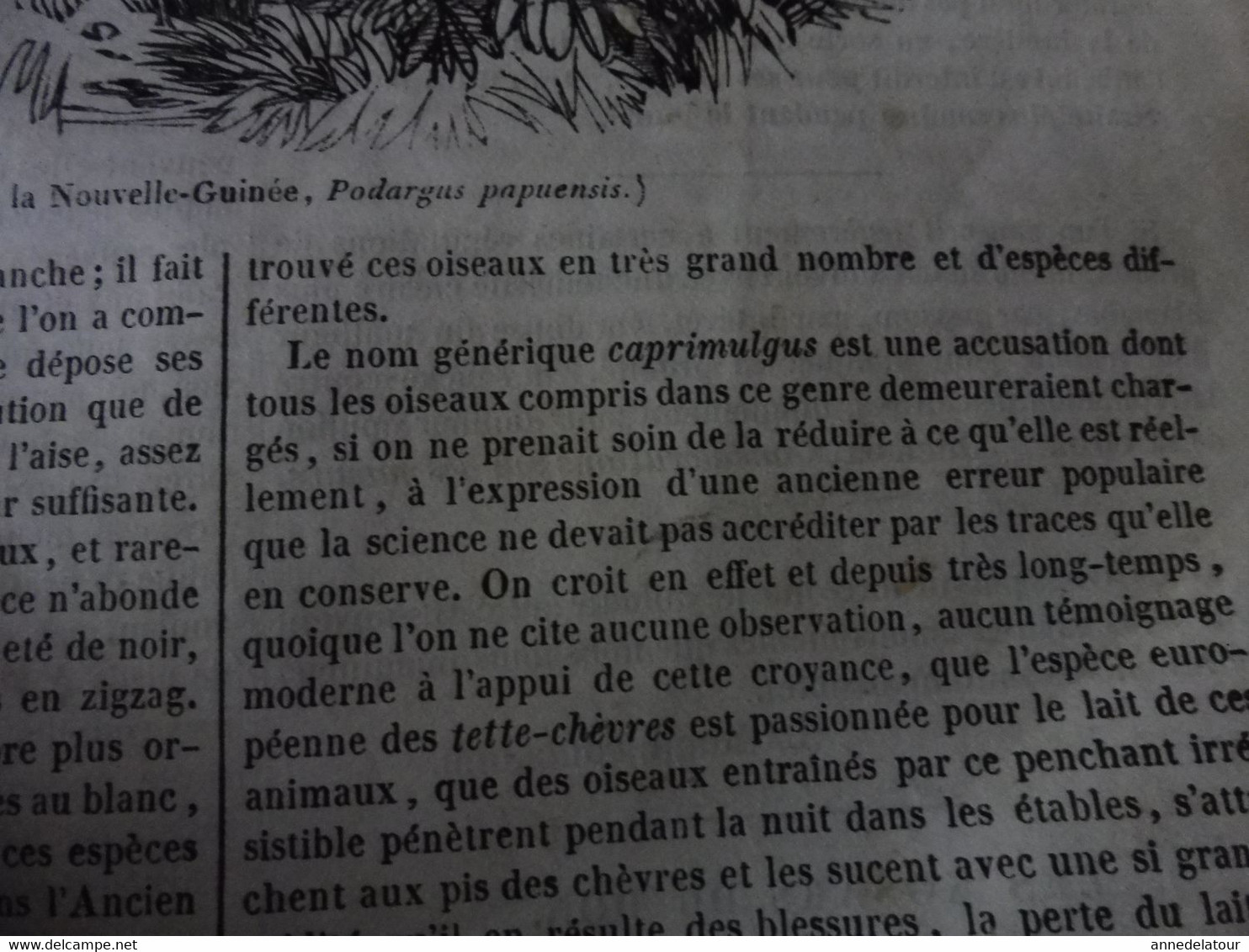 Année 1839: Berlin; Cuisine chinoise; Le Podargus de la Nlle-Guinée (Engoulevent); Les kosaks (cosaques) du Don; etc