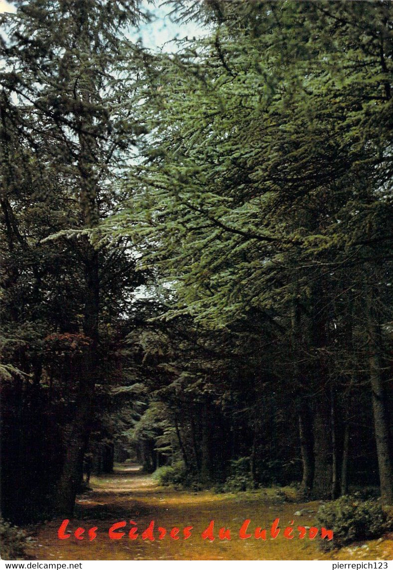 84 - Bonnieux - La Forêt De Cèdres - Bonnieux