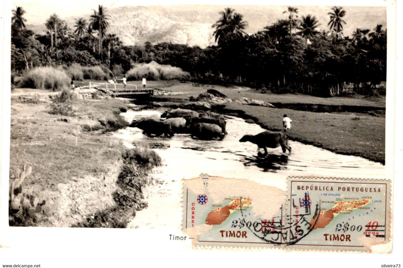 TIMOR - Búfalos - Oost-Timor