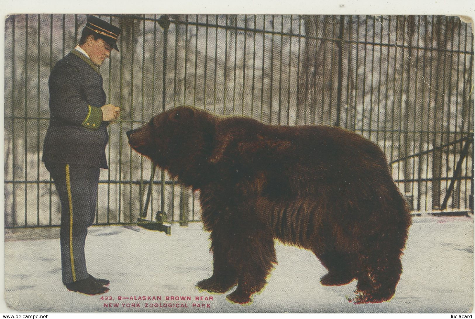 NEW YORK ZOOLOGICAL PARK - ALASKAN BROWN BEAR -PIEGA ANGOLO - Parcs & Jardins